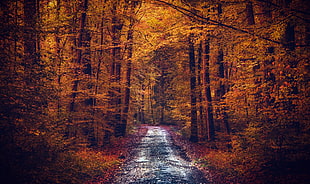 pathway between orange trees