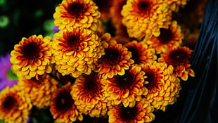 yellow and black petaled flowers HD wallpaper