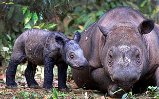 mother rhinoceros beside baby rhinoceros HD wallpaper