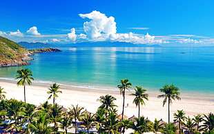blue beach, beach, tropical, palm trees HD wallpaper