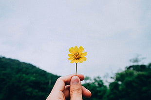 yellow cosmos flower, Flower, Hand, Sky