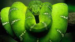 green snake, snake, green, reptiles, Boa constrictor HD wallpaper