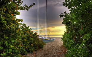 boat beside seashore with green plants HD wallpaper