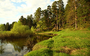 landscape photography of pine trees near lake HD wallpaper