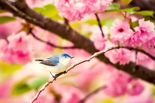 blue, gray, and white bird on tree branch