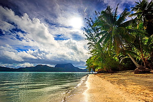 palm trees and beach, nature, landscape, beach, sea HD wallpaper
