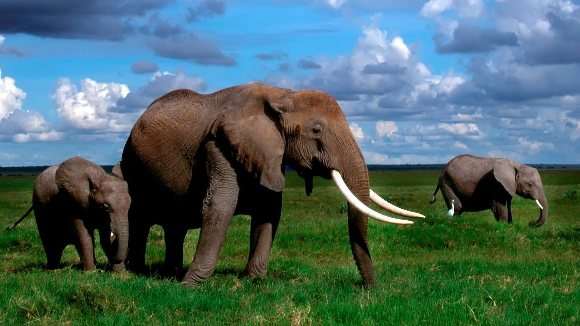 Elephants are big cats. Африканские животные. Слоны. Слон фото. Африканские слоны.
