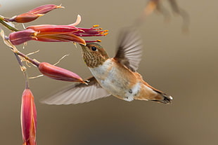 photography of brown and white Humminbird, hummingbird, selasphorus, allen