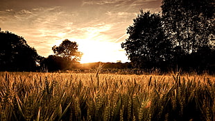brown wheat field, landscape, nature