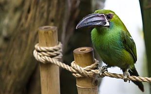 green Toucanet bird perched on brown rope during daytime