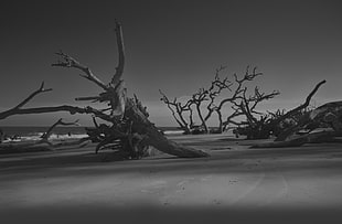 grayscale photos of bare trees by the ocean