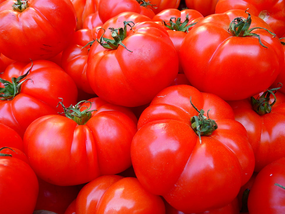 red tomatoes HD wallpaper