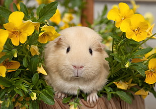 white Guinea Pig on yellow Pansy flowers