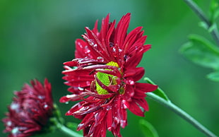 red Chrysanthemums closeup photo