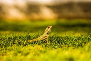 shallow focus photography of green gecko on grass field