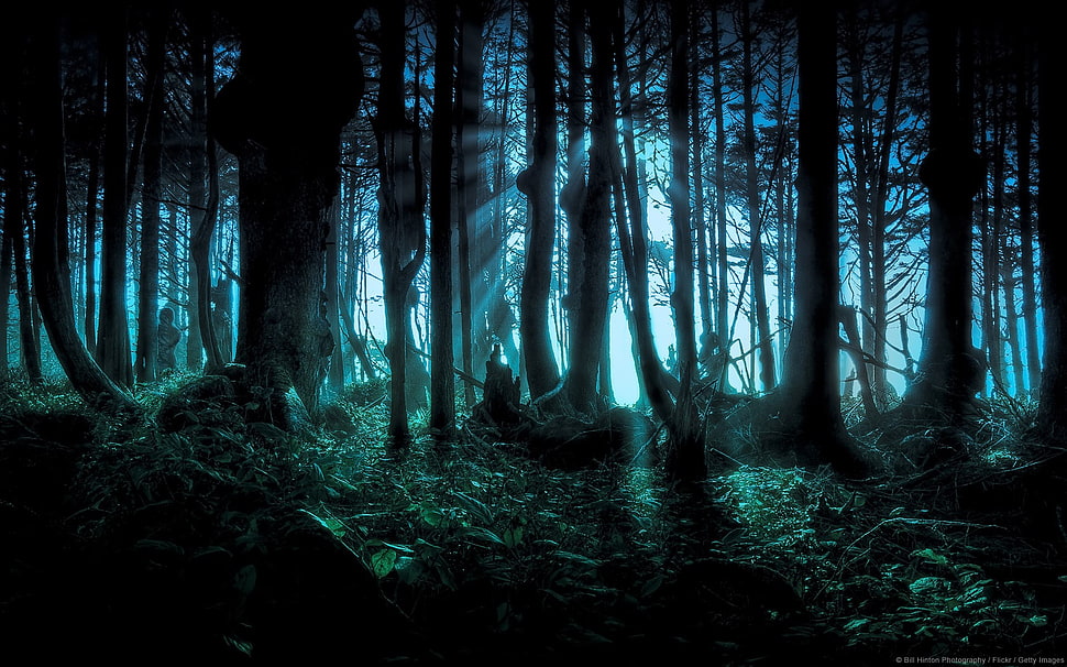 tree branches, forest, hidden HD wallpaper