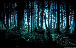 tree branches, forest, hidden