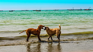 two tan dogs playing on seashore with calm blue sky