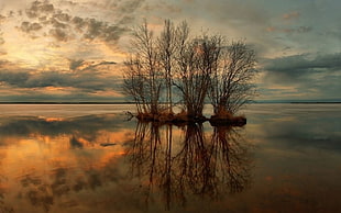 leafless trees on body of water during sunrise