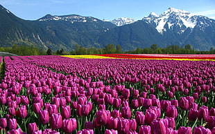 field of purple tulips flowers, nature