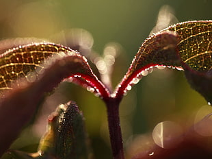 selected focus photo of a red leaf plant