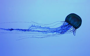 blue jelly fish HD wallpaper