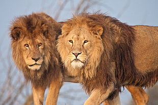 two lions, nature, animals, wildlife, lion HD wallpaper