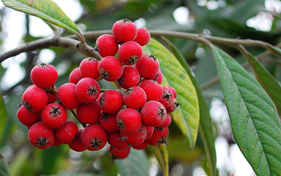 closeup photography of red fruits HD wallpaper