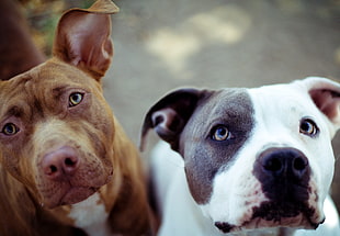 brown and white American bulldogs