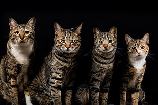 four brown tabby cats, animals, cat, black