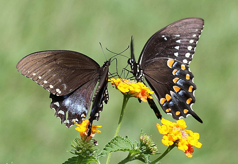 tilt shift lens photography of two butterflies HD wallpaper