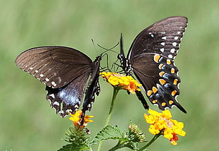 tilt shift lens photography of two butterflies