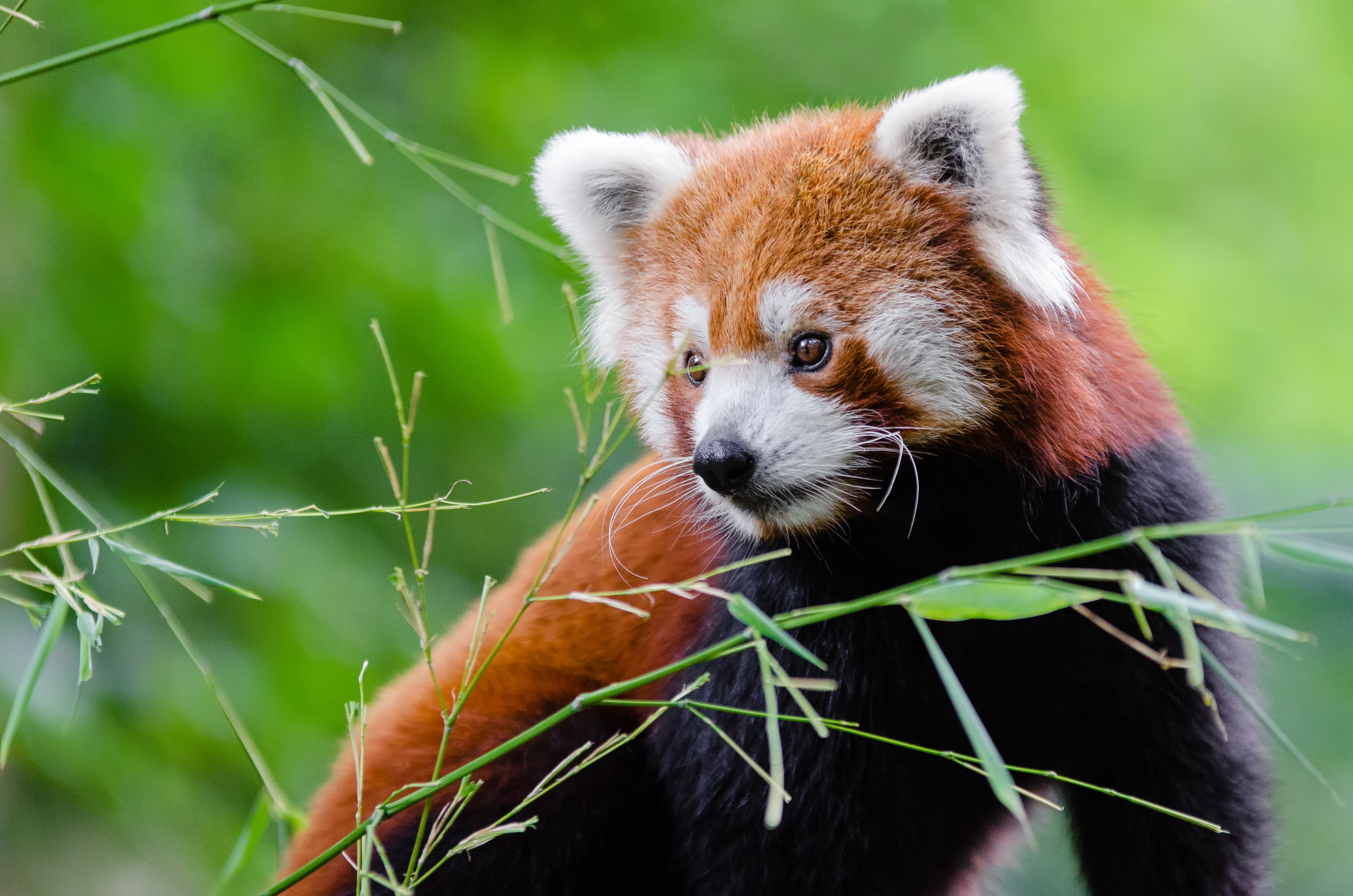 shallow focus photography of brown and black raccoon dog, red panda
