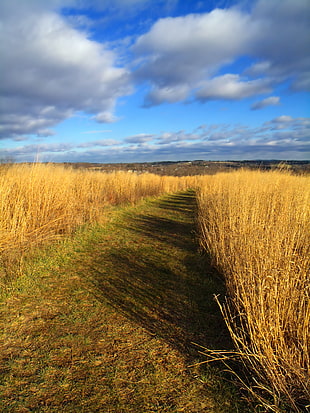 pathway in middle of rice field during daytime