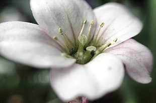 close up photo of white 5-petaled flower