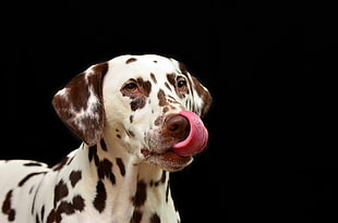 Dalmatian dog licking nose HD wallpaper