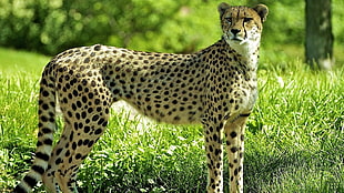 cheetah HD wallpaper