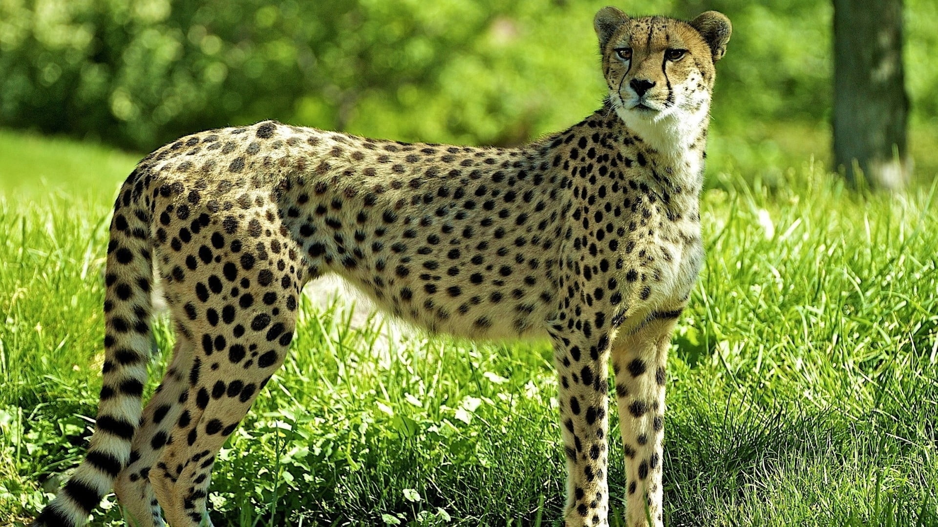 Cheetah HD wallpaper | Wallpaper Flare
