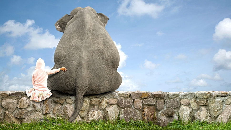 gray elephant, elephant HD wallpaper