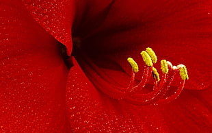 macro photography of red lily flower HD wallpaper