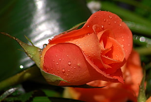 pink rose close-up photography