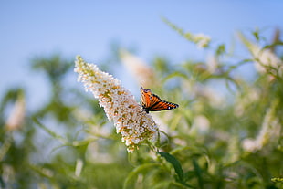 monarch butterfly on white petaled flower during daytime