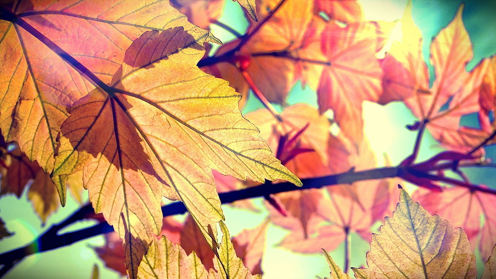 red maple leafs, nature HD wallpaper