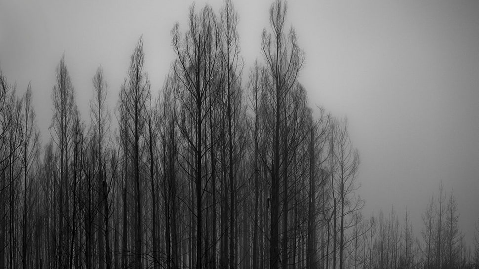leafless trees, trees, monochrome HD wallpaper
