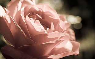 pink rose macro shot