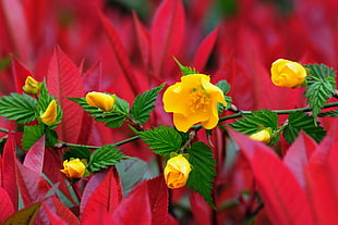 yellow flowers in close-up photo