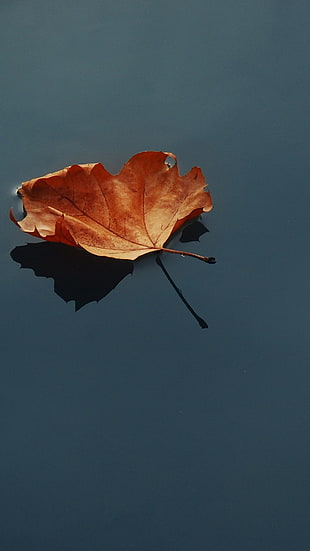 brown dry leaf on body of water HD wallpaper