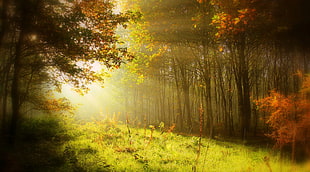 trees with sunlight in forest HD wallpaper