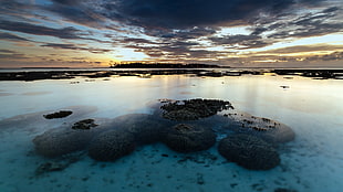 corals under the ocean photograph HD wallpaper