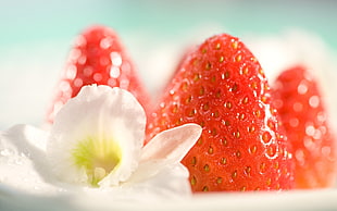 close up photography of white petaled flowers and strawberry